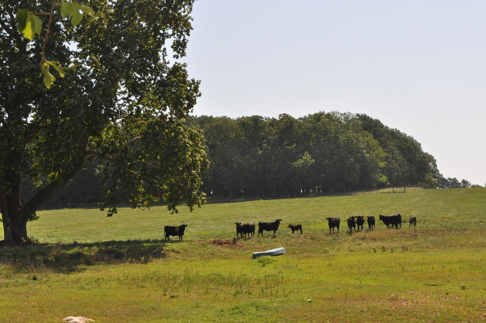 DSC_0021 at Tract 4 N Farm Road 175, Springfield, MO 65803