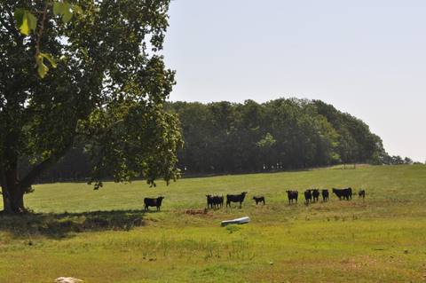 DSC_0021 at Tract 4 N Farm Road 175, Springfield, MO 65803