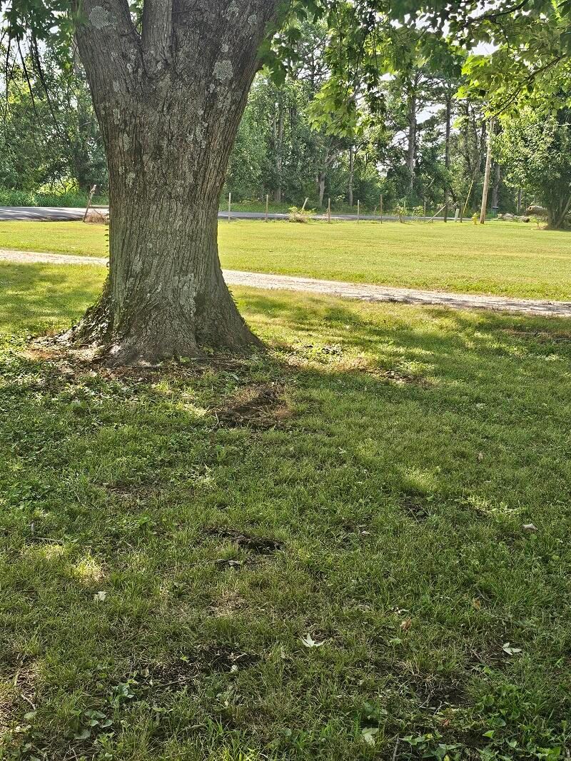 Street view with Fire Hydrant at 3117 N Farm Road 123, Springfield, MO 65803